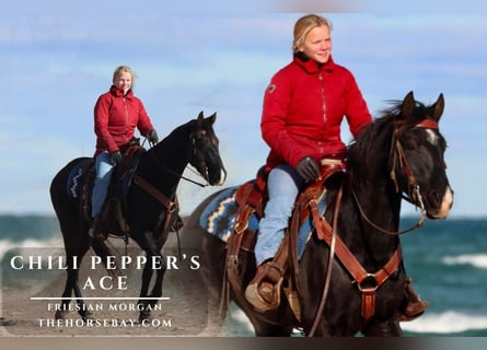 Friesian horses, Gelding, 3 years, Black