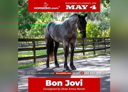 Friesian horses Mix, Gelding, 3 years, Roan-Blue