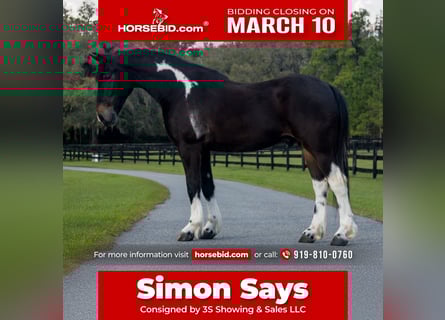 Friesian horses Mix, Gelding, 4 years, 13.3 hh