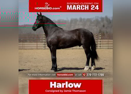 Friesian horses Mix, Gelding, 4 years, 15.1 hh, Black