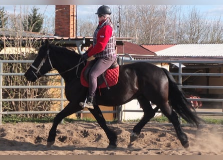 Friesian horses Mix, Gelding, 4 years, 15.2 hh, Black
