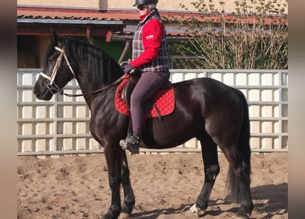 Friesian horses Mix, Gelding, 4 years, 15.2 hh, Black