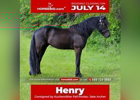 Friesian horses Mix, Gelding, 4 years, 15,1 hh, Black