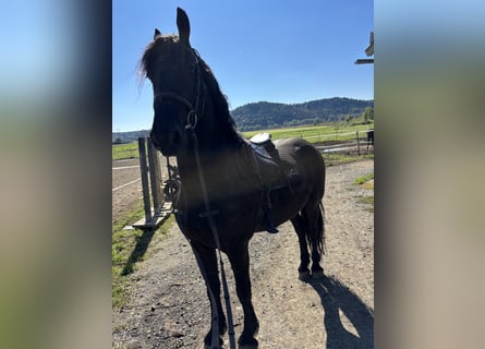 Friesian horses, Gelding, 4 years, 15,2 hh, Black