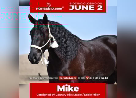 Friesian horses Mix, Gelding, 4 years, 15,3 hh, Black