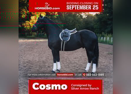 Friesian horses Mix, Gelding, 4 years, 16.1 hh, Black