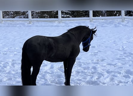 Friesian horses, Gelding, 4 years, 16.1 hh, Black