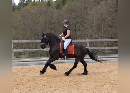 Friesian horses, Gelding, 4 years, 16.1 hh, Black