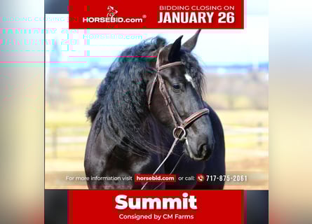 Friesian horses Mix, Gelding, 4 years, 16.1 hh, Black