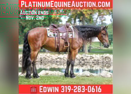 Friesian horses, Gelding, 4 years, 16.2 hh, Bay