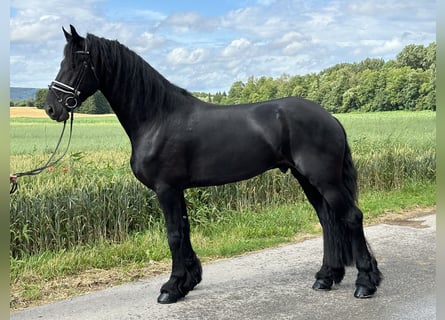 Friesian horses, Gelding, 4 years, 16.2 hh, Black