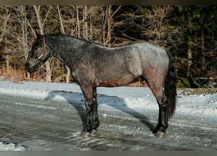 Friesian horses, Gelding, 4 years, 16.2 hh, Roan-Blue