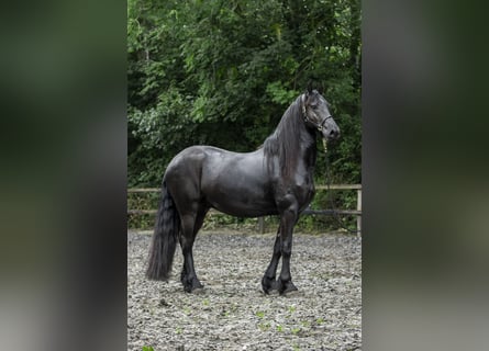 Friesian horses, Gelding, 4 years, 16,3 hh, Black