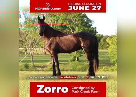 Friesian horses, Gelding, 4 years, 16.3 hh, Black