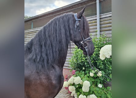 Friesian horses, Gelding, 4 years, 16 hh, Black