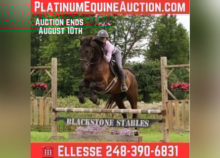 Friesian horses, Gelding, 4 years, 16 hh, Black