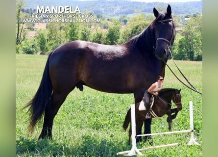 Friesian horses, Gelding, 4 years, 16 hh, Black