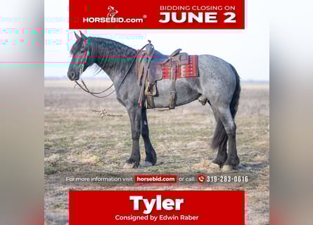 Friesian horses, Gelding, 4 years, 16 hh, Roan-Blue