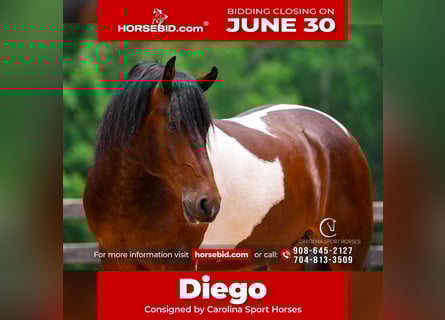 Friesian horses, Gelding, 4 years, 16 hh