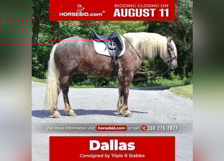 Friesian horses Mix, Gelding, 4 years, 16,1 hh