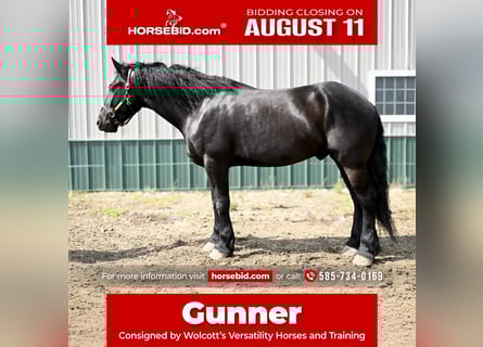 Friesian horses, Gelding, 4 years, 16,2 hh, Black