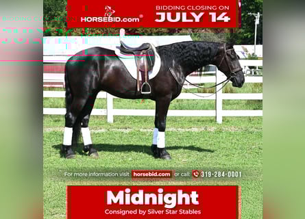 Friesian horses Mix, Gelding, 4 years, 16,2 hh, Black