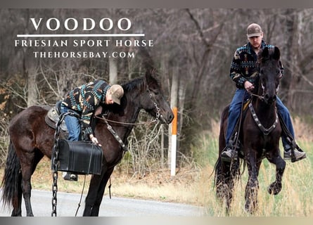 Friesian horses, Gelding, 4 years, 16,2 hh, Black