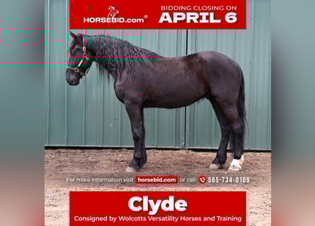 Friesian horses Mix, Gelding, 4 years, 16,3 hh, Black