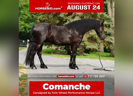Friesian horses, Gelding, 4 years, Black