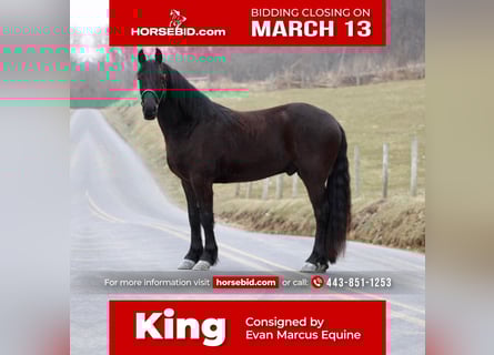 Friesian horses Mix, Gelding, 4 years, Black