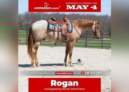 Friesian horses Mix, Gelding, 4 years, Roan-Red