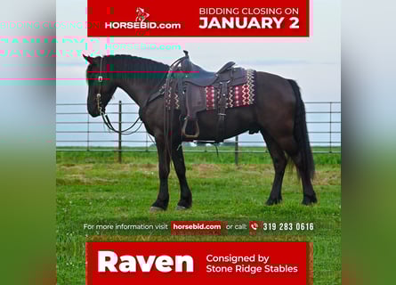 Friesian horses Mix, Gelding, 5 years, 13.2 hh, Black