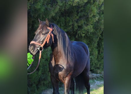 Friesian horses Mix, Gelding, 5 years, 14.1 hh, Black