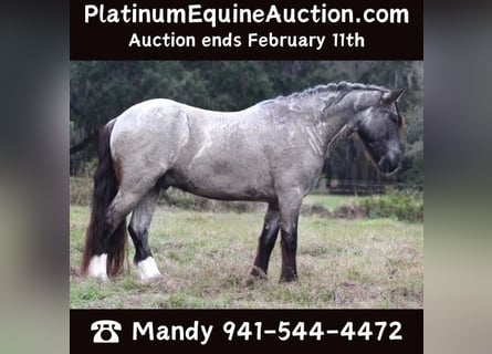 Friesian horses, Gelding, 5 years, 14.1 hh, Roan-Blue