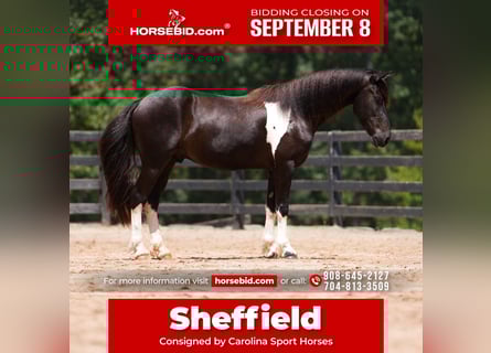 Friesian horses Mix, Gelding, 5 years, 15.1 hh, Pinto