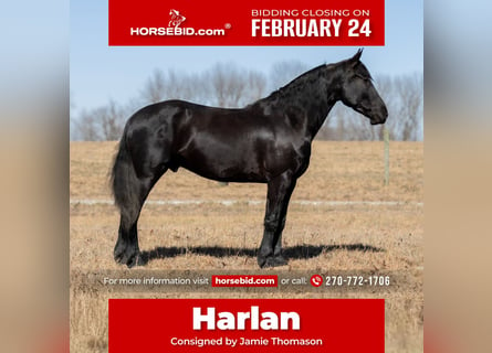 Friesian horses Mix, Gelding, 5 years, 15,2 hh, Black