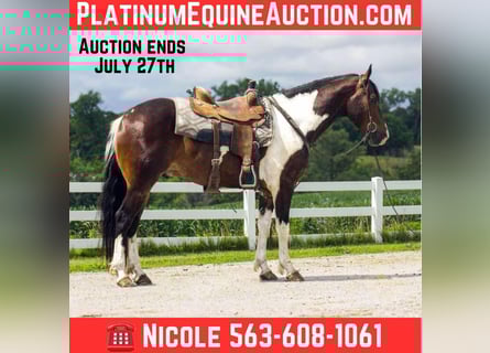 Friesian horses, Gelding, 5 years, 15.2 hh, Tobiano-all-colors