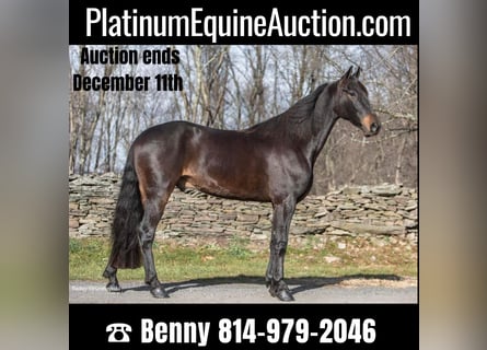 Friesian horses, Gelding, 5 years, 15.3 hh, Bay