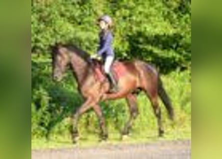 Friesian horses, Gelding, 5 years, 15.3 hh, Black