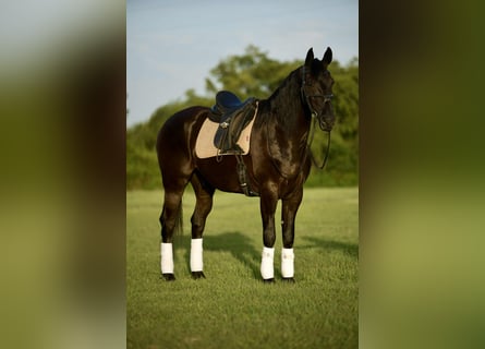 Friesian horses, Gelding, 5 years, 15 hh, Black