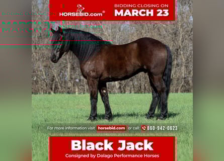 Friesian horses Mix, Gelding, 5 years, 15 hh, Black