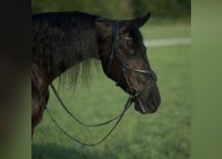 Friesian horses, Gelding, 5 years, 15 hh, Black