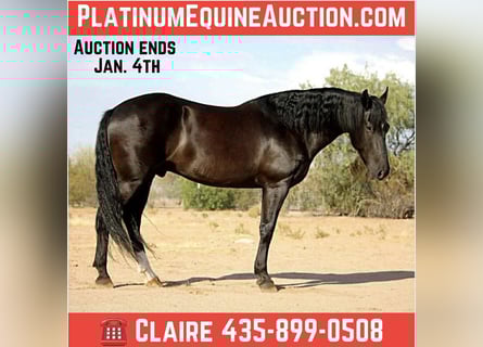 Friesian horses, Gelding, 5 years, 15,1 hh, Black