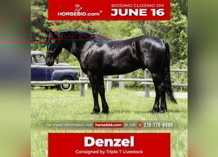 Friesian horses Mix, Gelding, 5 years, 15,1 hh, Black