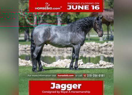 Friesian horses Mix, Gelding, 5 years, 15,1 hh, Roan-Blue