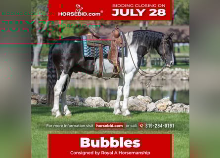 Friesian horses Mix, Gelding, 5 years, 15,1 hh, Tobiano-all-colors