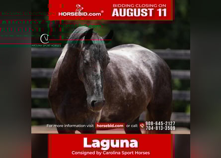 Friesian horses, Gelding, 5 years, 15,1 hh