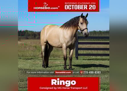 Friesian horses, Gelding, 5 years, 15,2 hh, Buckskin