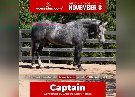 Friesian horses Mix, Gelding, 5 years, 15,2 hh, Grey