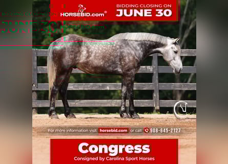 Friesian horses Mix, Gelding, 5 years, 15,3 hh, Gray